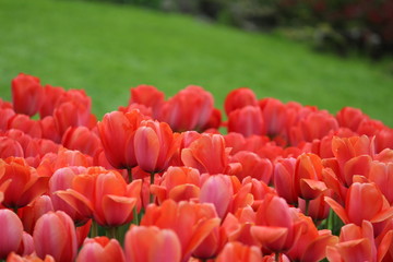 Red tulips in the garden
