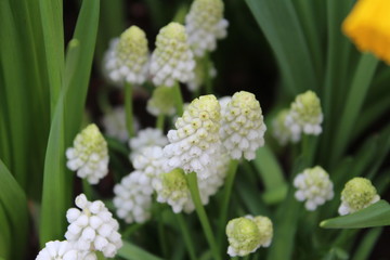 White flowers in the garden