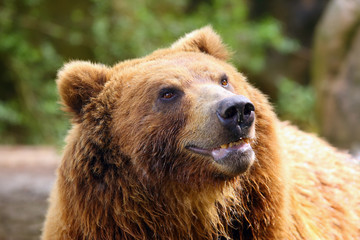 The mainland grizzly (Ursus arctos horribilis) portrait of the big female bear. Grizzly portrait.