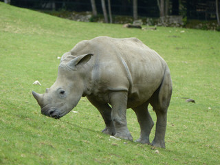 Fototapeta premium Rhinocéros