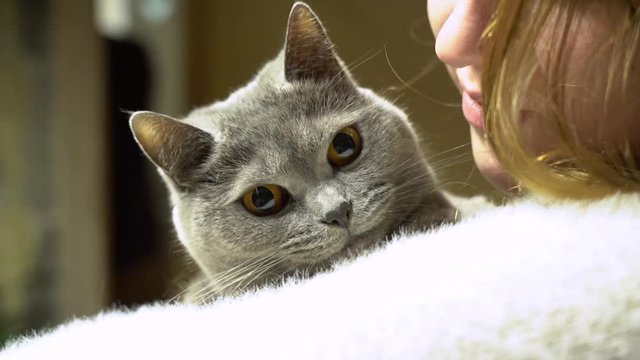 Young cheerful contented girl in a white sweater hugs a fluffy cute gray cat with big orange eyes, who sits in her arms and looks into the camera. In the house, light interior. 