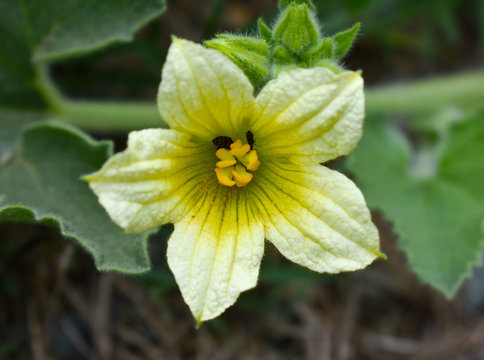 Bryony Flower
