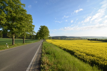 Frühlingslandschaft mit Landstraße und blühendem Rapsfeld