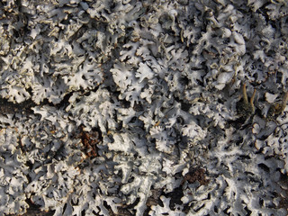 Foliose lichen (one of a variety of lichens, which are complex organisms that arise from the...