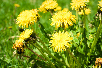 Dandelion on a sunny day.