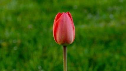 Tulip
