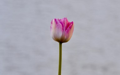 Tulip