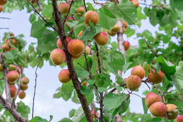 Lot of ripe apricots on the orchard tree after the rain.