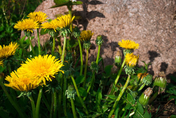 Dandelion on a sunny day.