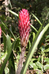 Flores de canteiro central