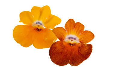 snapdragon flower isolated