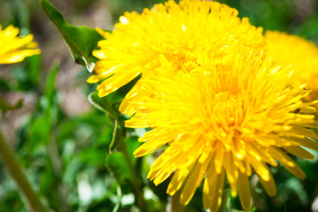 Dandelion on a sunny day.