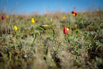 field tulips on the field.