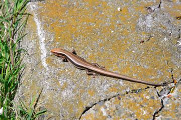 【神奈川】横須賀　走水水源地にいたトカゲ