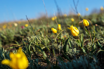 field tulips on the field.