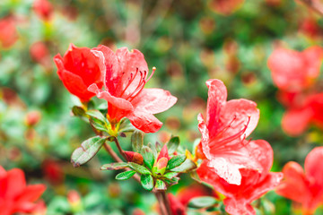 Small pink azalea flowers with green leaves and blurry background during daytime in the park – Bright red ornamental plants in a natural environment – Decorative seasonal tree bush