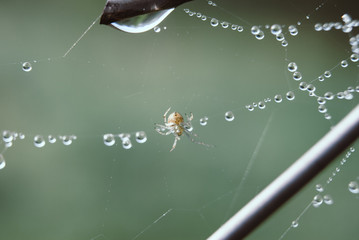 The spider web with dew drops.
