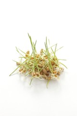 Wheat sprouts