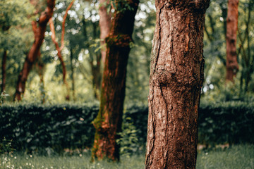 Trunk of tow trees in the park with blurry green background during a spring day – Rough surface of wooden texture in the forest