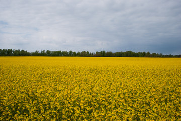 Yellow field rapeseed in bloom