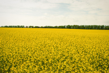 Obraz premium Yellow field rapeseed in bloom