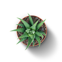 cactus plant isolated on white background