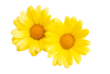 yellow daisy isolated