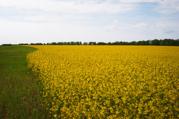 Obraz premium Yellow field rapeseed in bloom