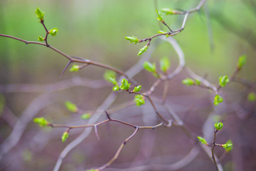 Green buds on branches in spring. Nature and blooming in spring time. Bokeh light background.