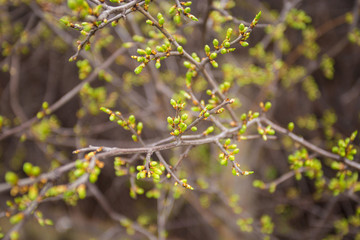 Green buds on branches in spring. Nature and blooming in spring time. Bokeh light background.