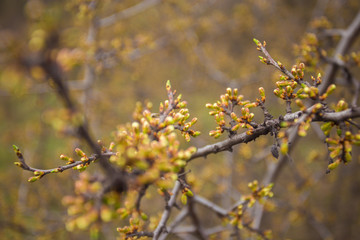 Green buds on branches in spring. Nature and blooming in spring time. Bokeh light background.