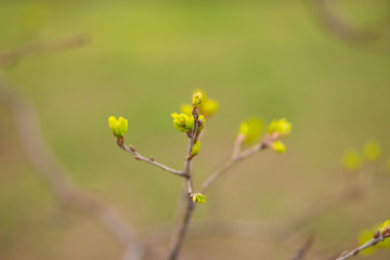 Green buds on branches in spring. Nature and blooming in spring time. Bokeh light background.