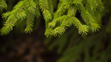 Beautiful background of green prickly branches of fur-tree