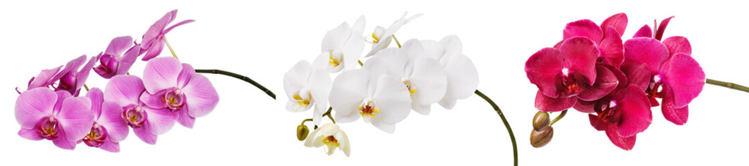 Three isolated branches of a beautiful blooming delicate pink, white and burgundy orchid, having a...