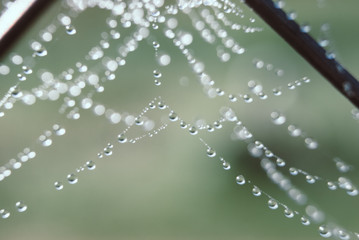 The spider web with dew drops.