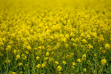 Blooming oilseed rape, rape fields.
