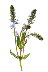 Beautiful wild flowers in flowering period, isolated on white background