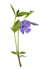 Blooming periwinkle (Vinca) isolated on white background. Medicinal plant from various tumors