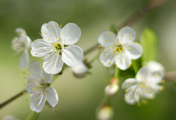 Spring branch of cherry tree