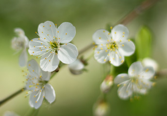 Spring branch of cherry tree