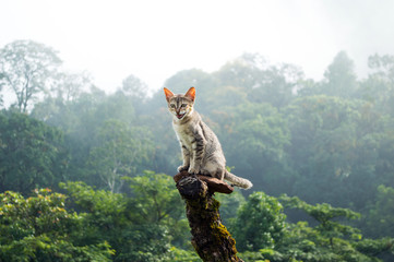 Cat sitting on a rock on top of a mountain © Avinash