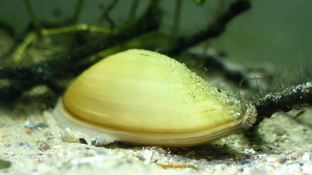 bivalve mollusk painter's mussel, Unio pictorum in sand substrate and fish swim over it in coldwater biotope aquarium