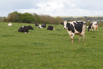 Holstein cows in the field of a farm in Brittany