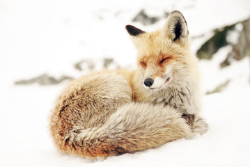 Wild fox in winter natural habitat