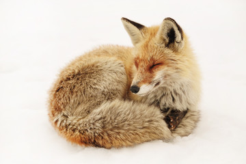 Wild fox in natural winter habitat