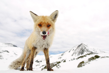 Wild fox in natural winter habitat