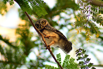 spotted owlet staring at the camera