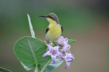 Purple Sunbird female