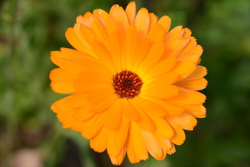 Ringelblume Calendula Bl&uuml;te Blume Fr&uuml;hling Bl&uuml;hen Orange Gelb Warm Sommer Makro Naturstimmung Bokeh offenblende