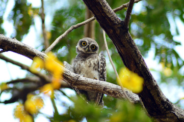 spotted owlet staring at the camera